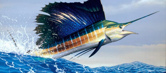 sailfish